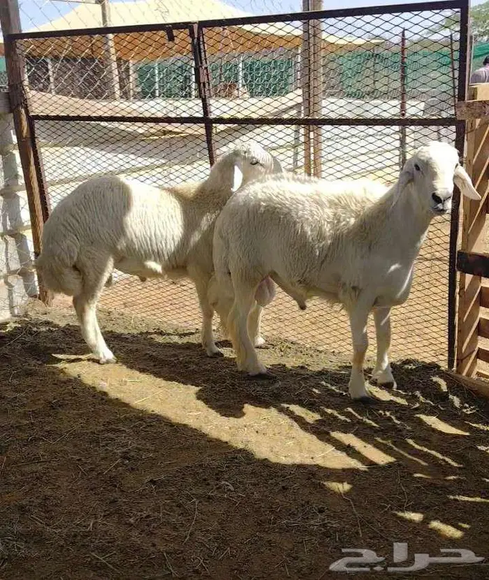 طليان حريه ذبايح 1