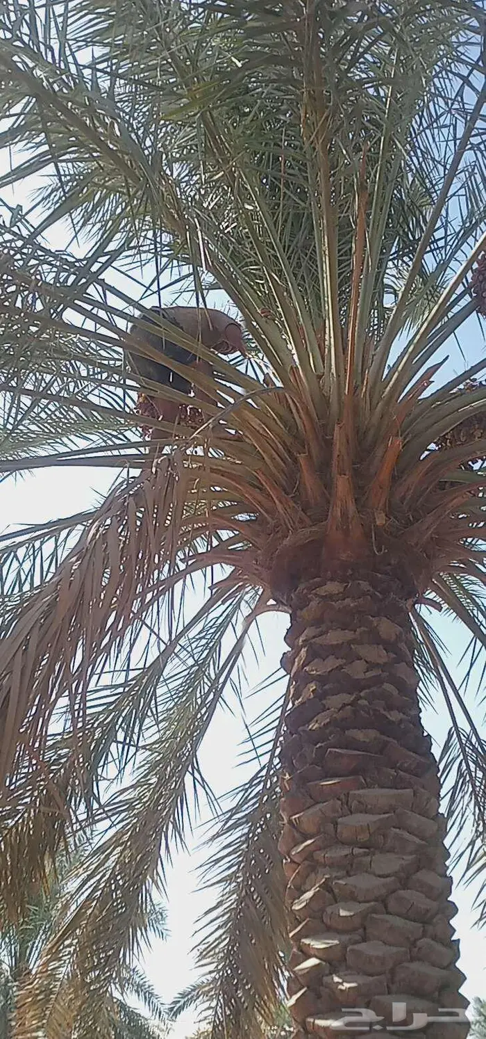 الاحساء العيون 0