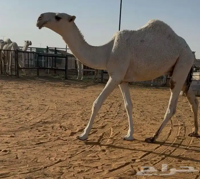 قعود مفرود 0