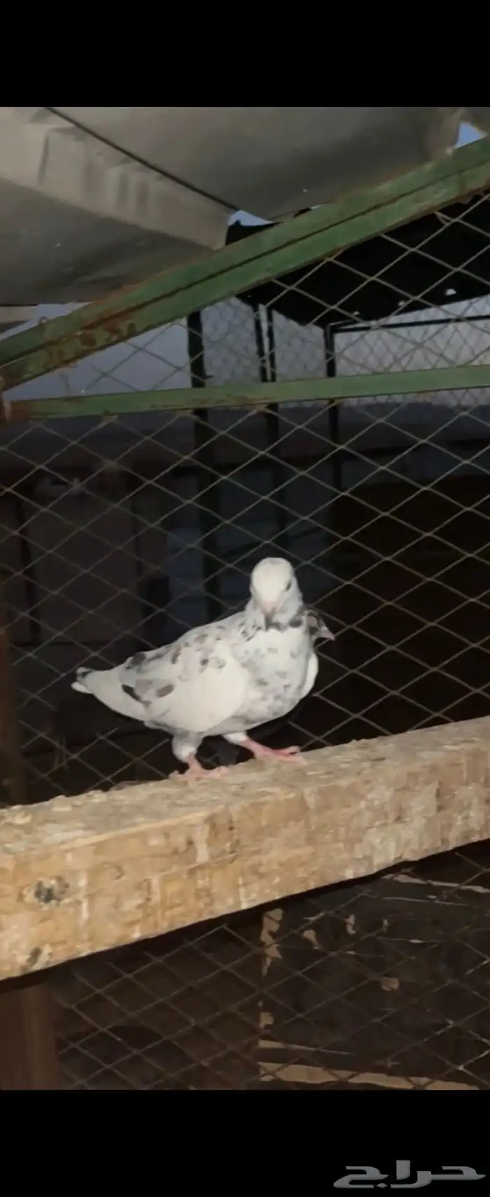 طبات للبيع قطايف 2