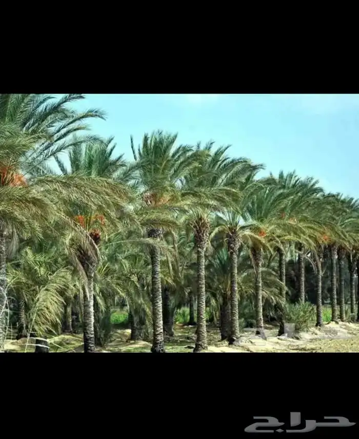 مطلوب مزارع نخل للايجار البكيريه وماحولها 2