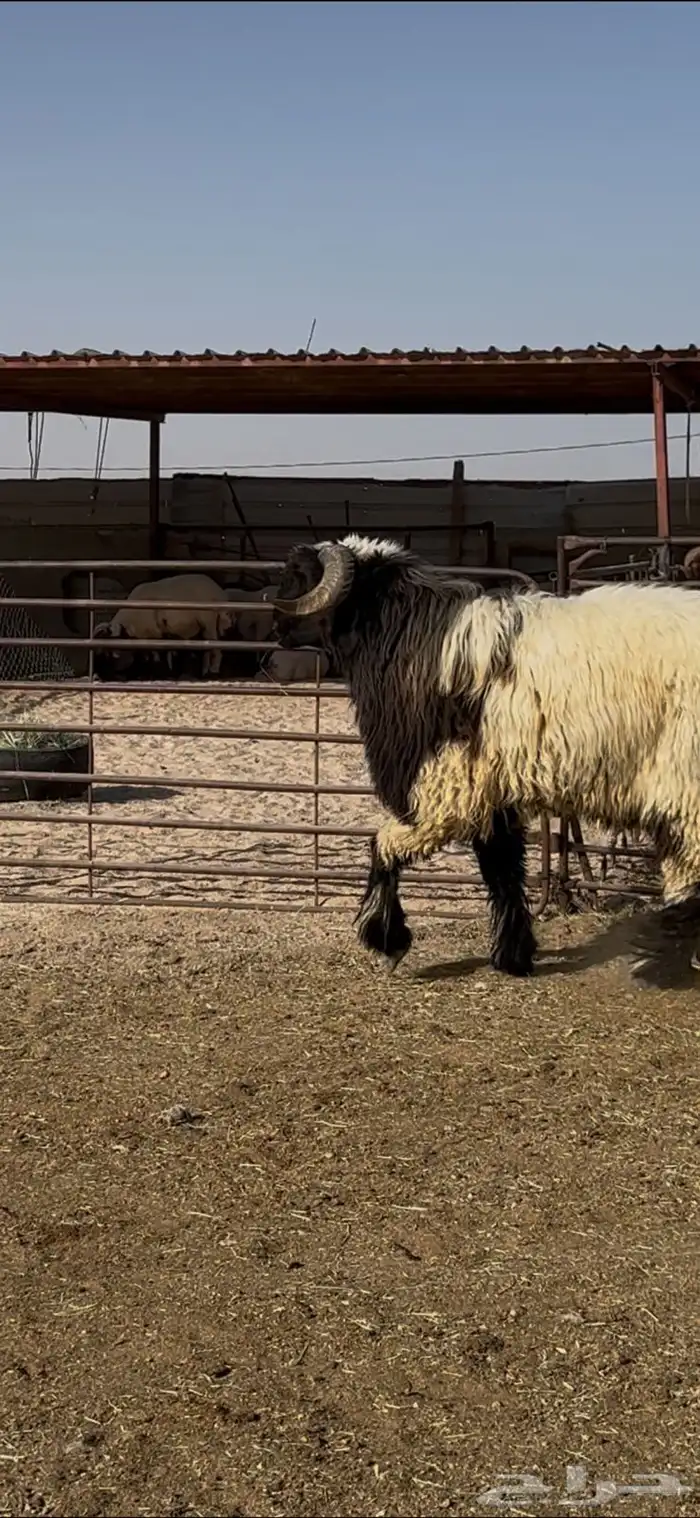 جذع صنف اللبييع 8