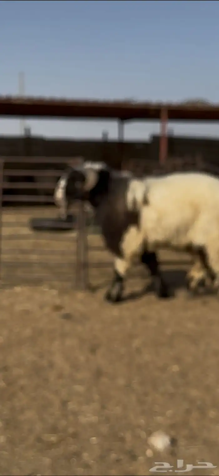 جذع صنف اللبييع 6