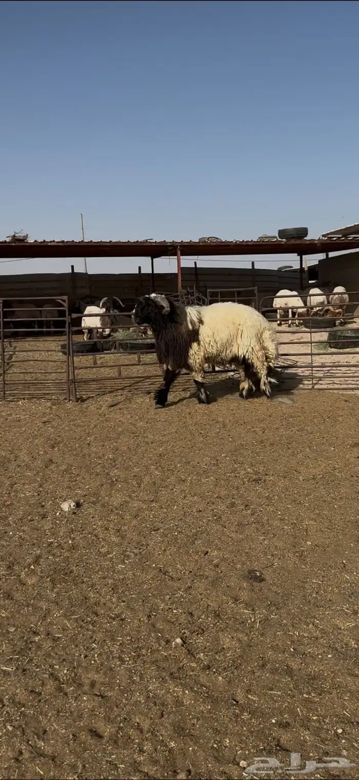 جذع صنف اللبييع 5