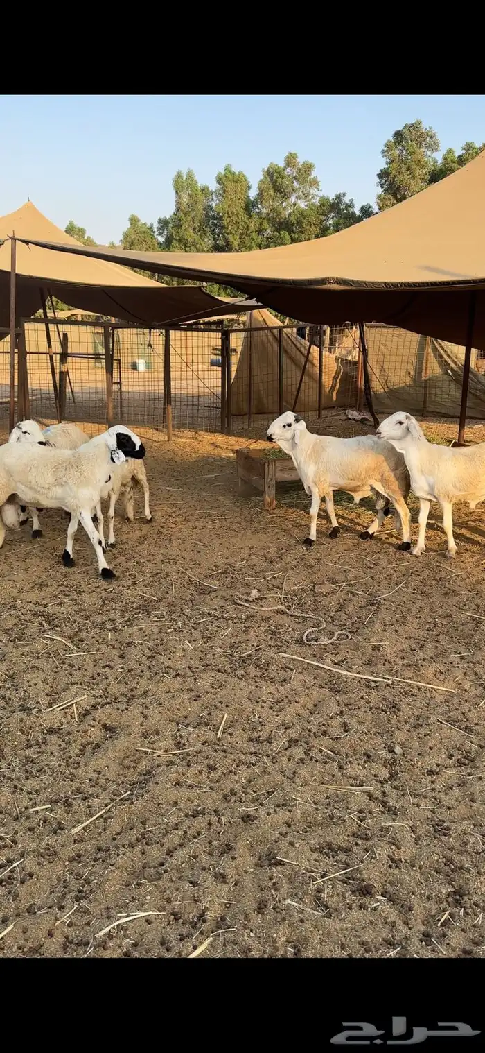 للبيع سواكني فاخر 0