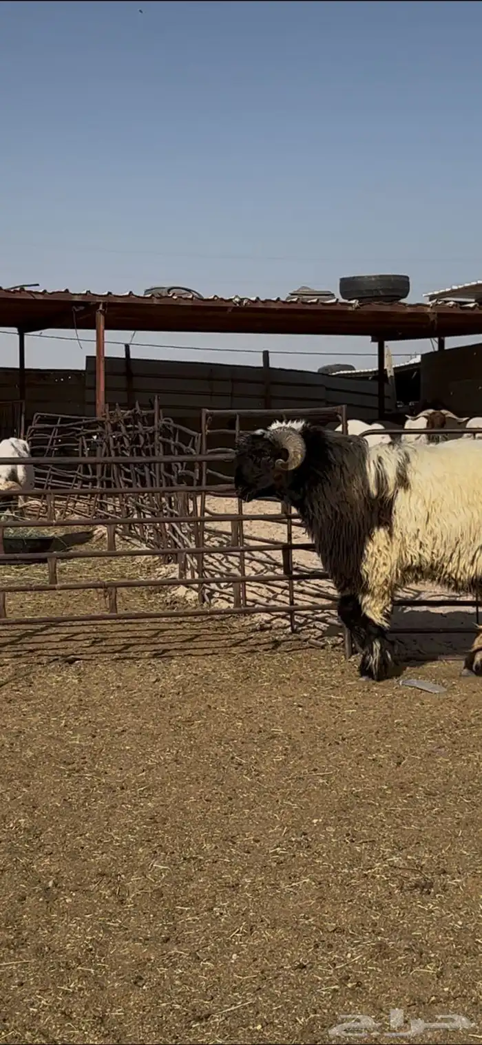 جذع صنف اللبييع 7