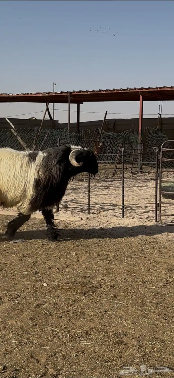 جذع صنف اللبييع 1