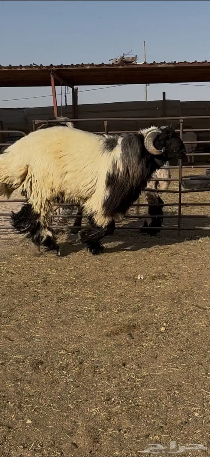 جذع صنف اللبييع 3