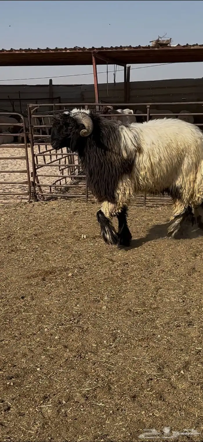 جذع صنف اللبييع 4