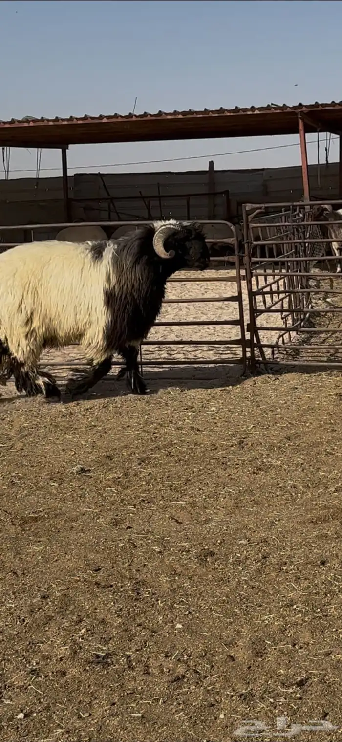 جذع صنف اللبييع 0