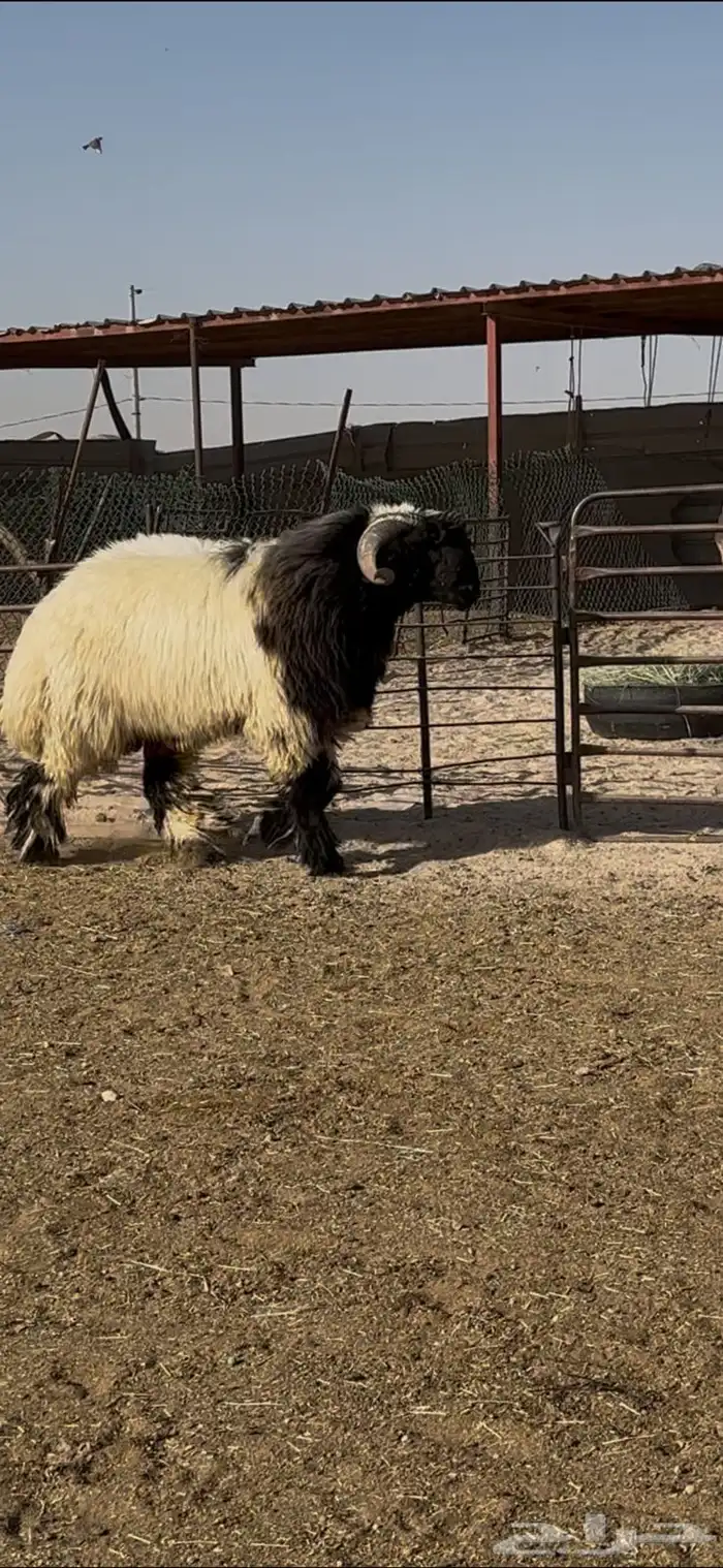 جذع صنف اللبييع 2