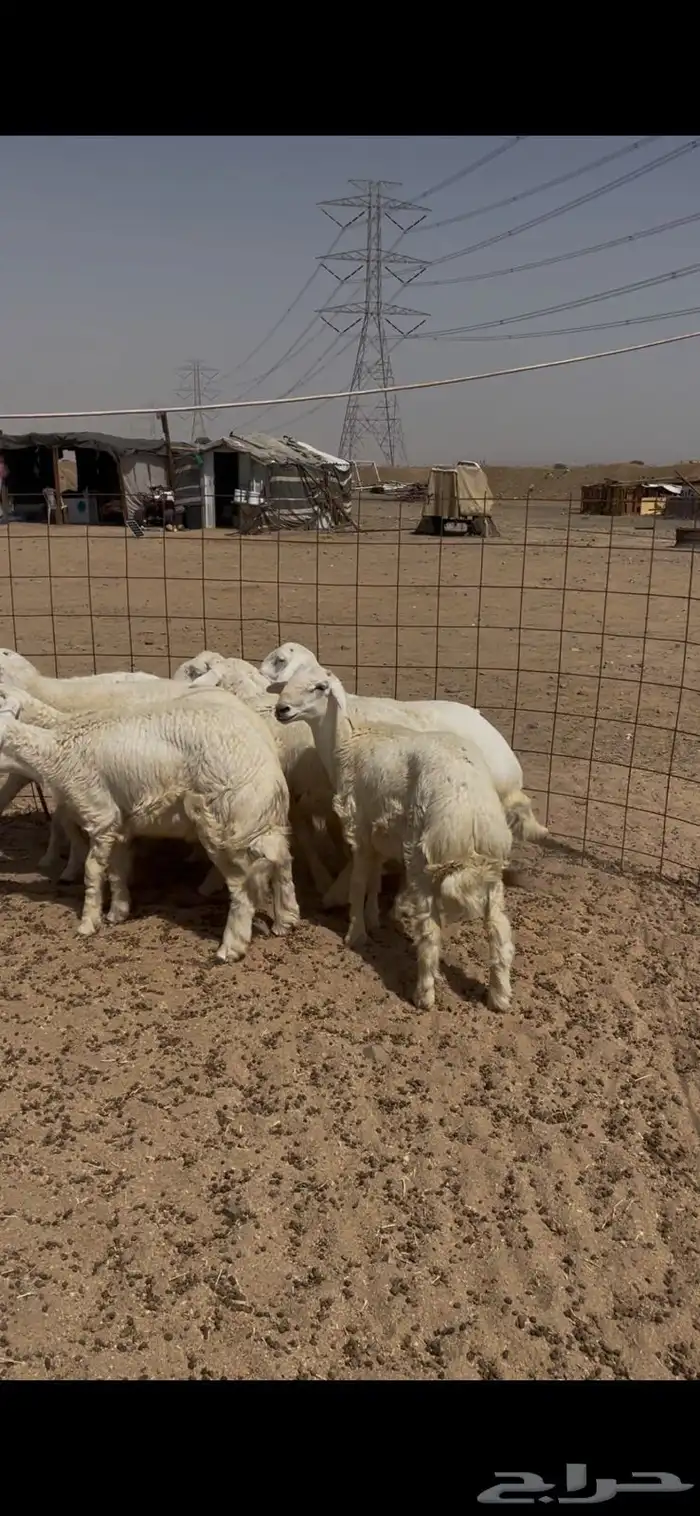 حري عقيقه ذبايح مناسبات ذبائح زواج يوجد صلخ توصيل 8