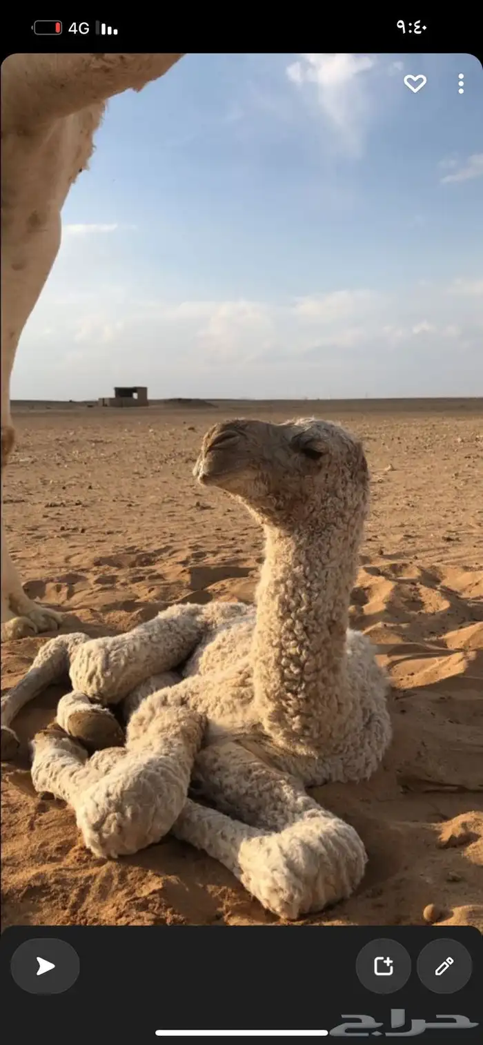 فحل باتلي 4