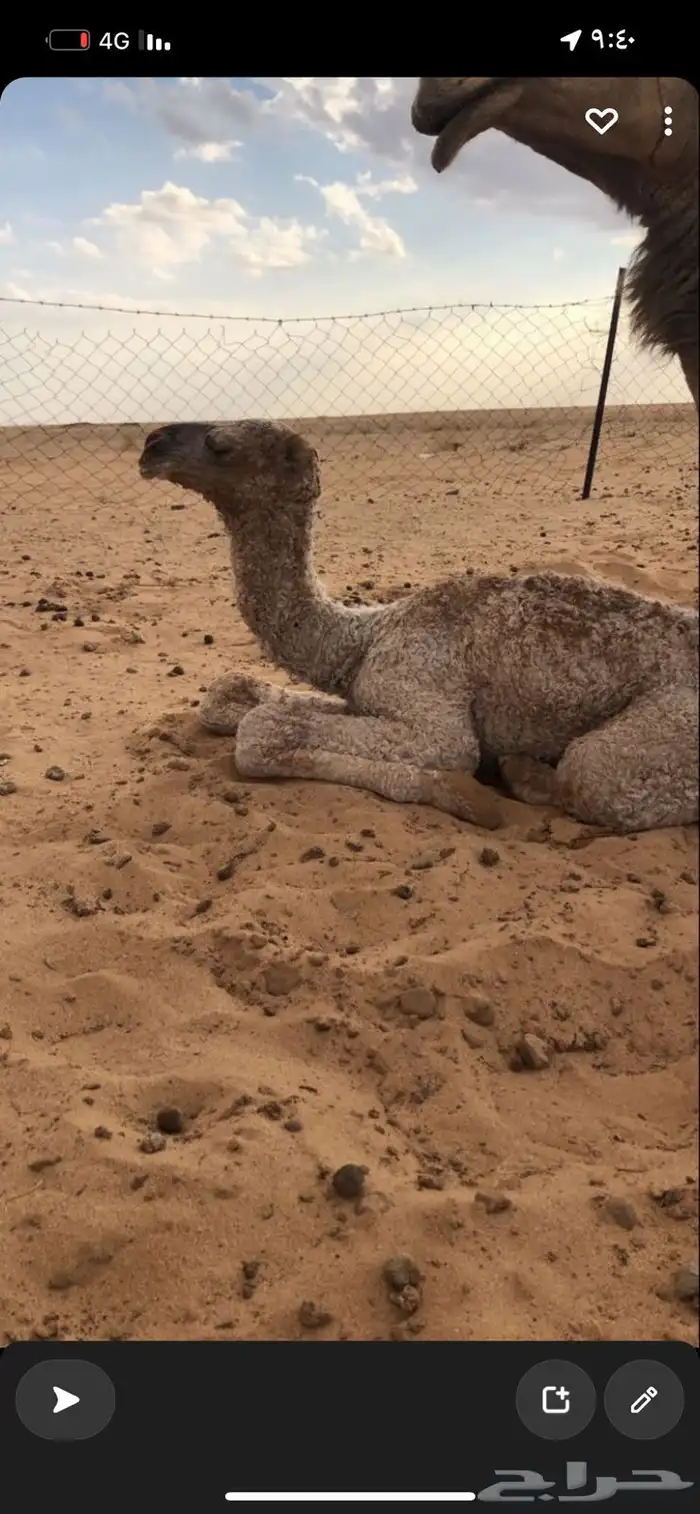 فحل باتلي 1