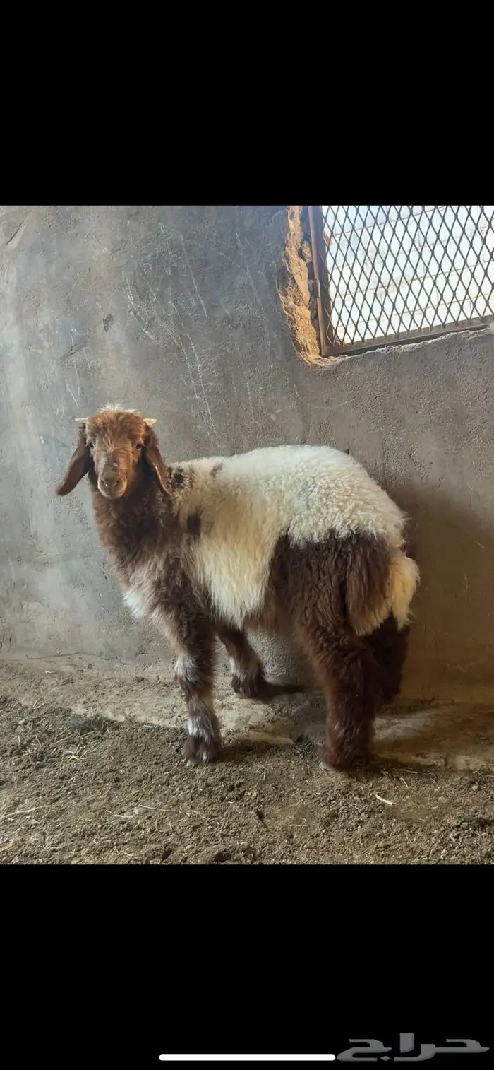 ذبايح وطليان حريه ونجد وتيوس وجفار 1