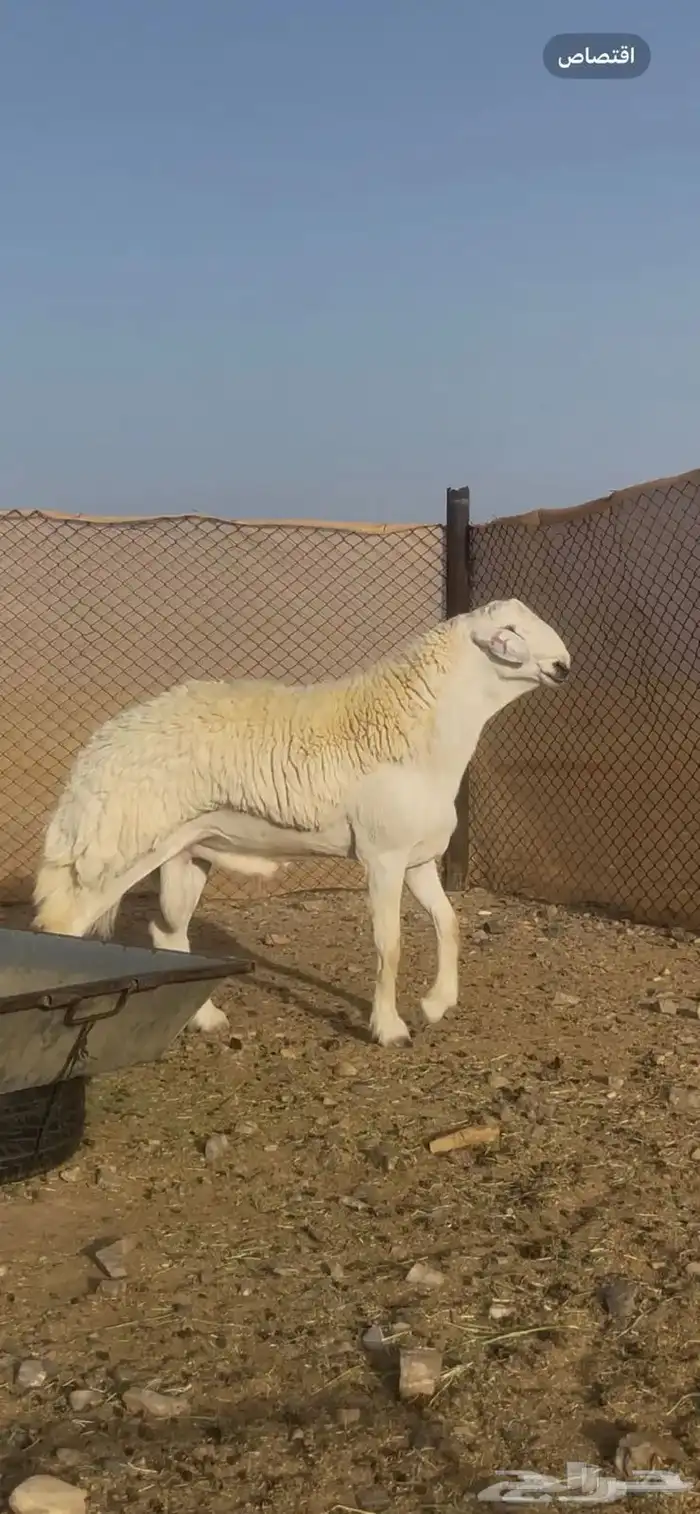 ( نبذه تعريفيه عن المراح ) 2