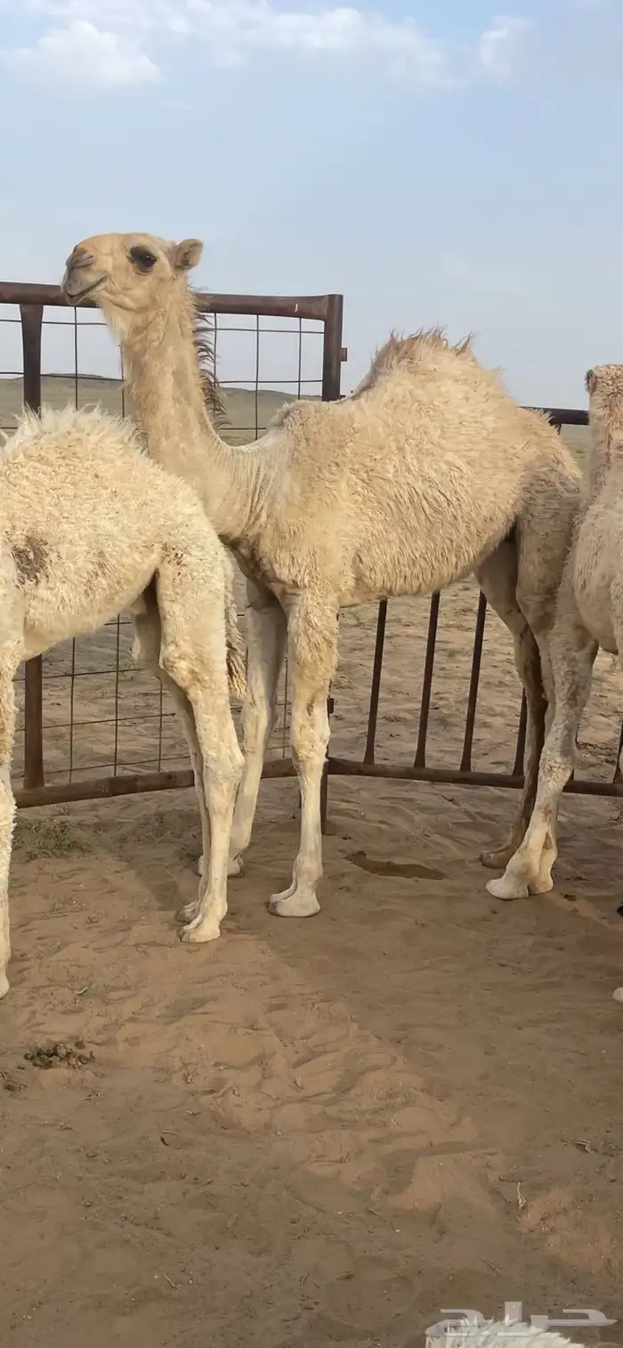 فحل باتلي 2