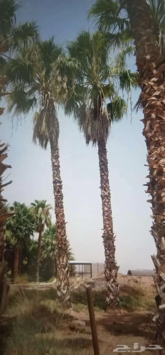 نخل واشنطونياء واشنطونيا 11