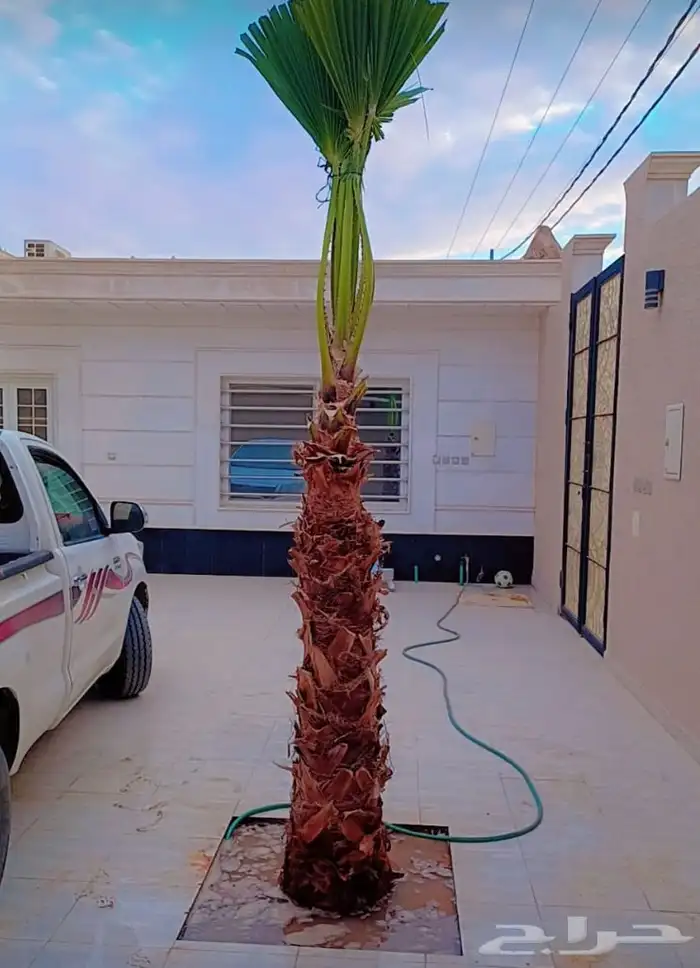 نخيل واشنطني زينه بسعار مناسبه 42