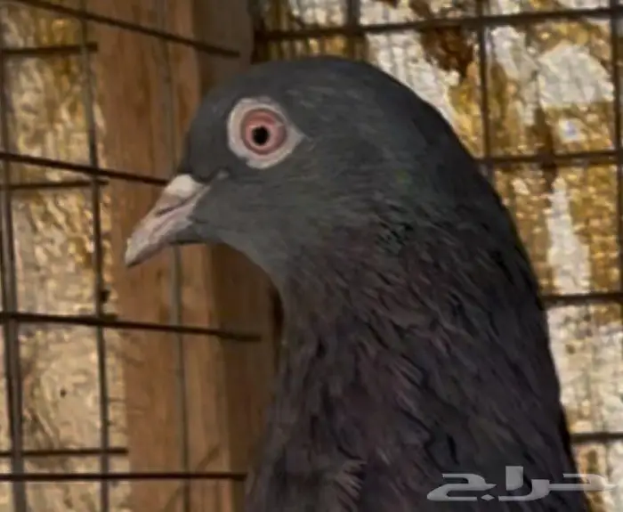 حمام باكستاني 4