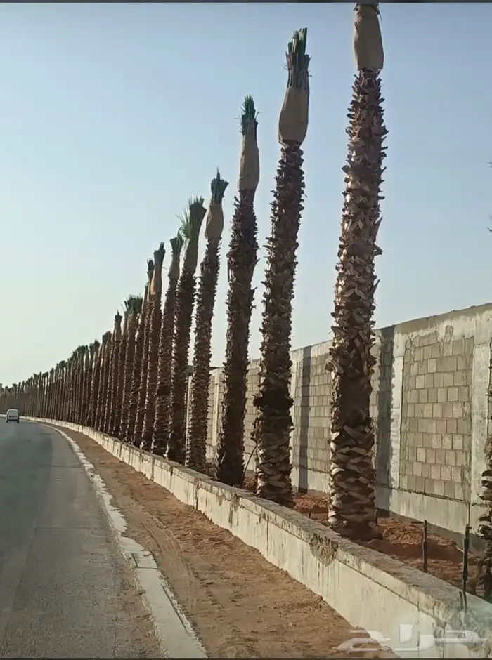 نخيل واشنطني زينه بسعار مناسبه 34