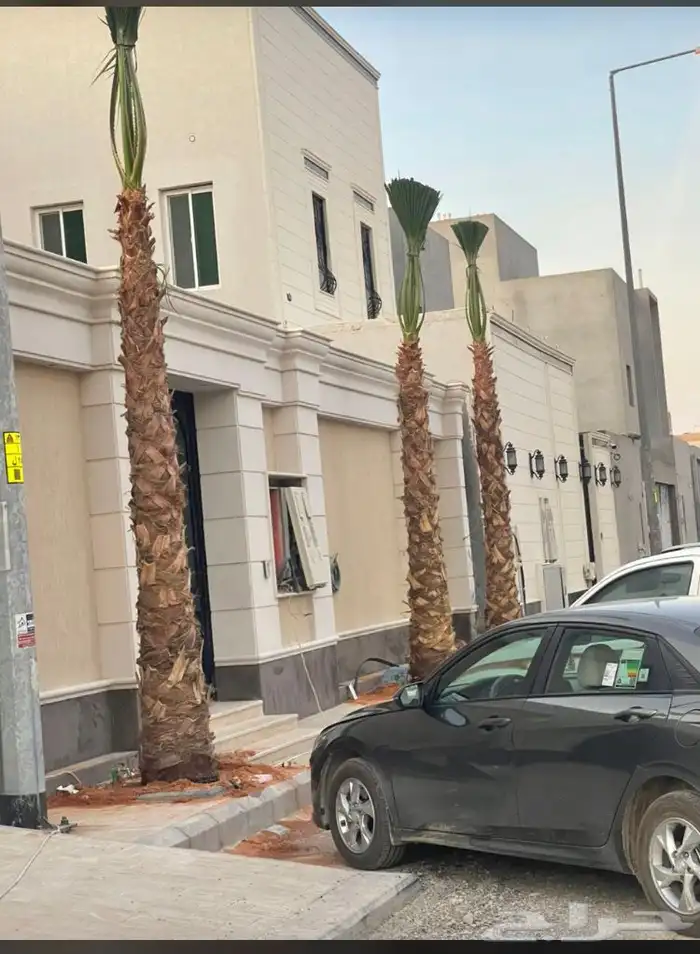 نخيل واشنطني زينه بسعار مناسبه 9