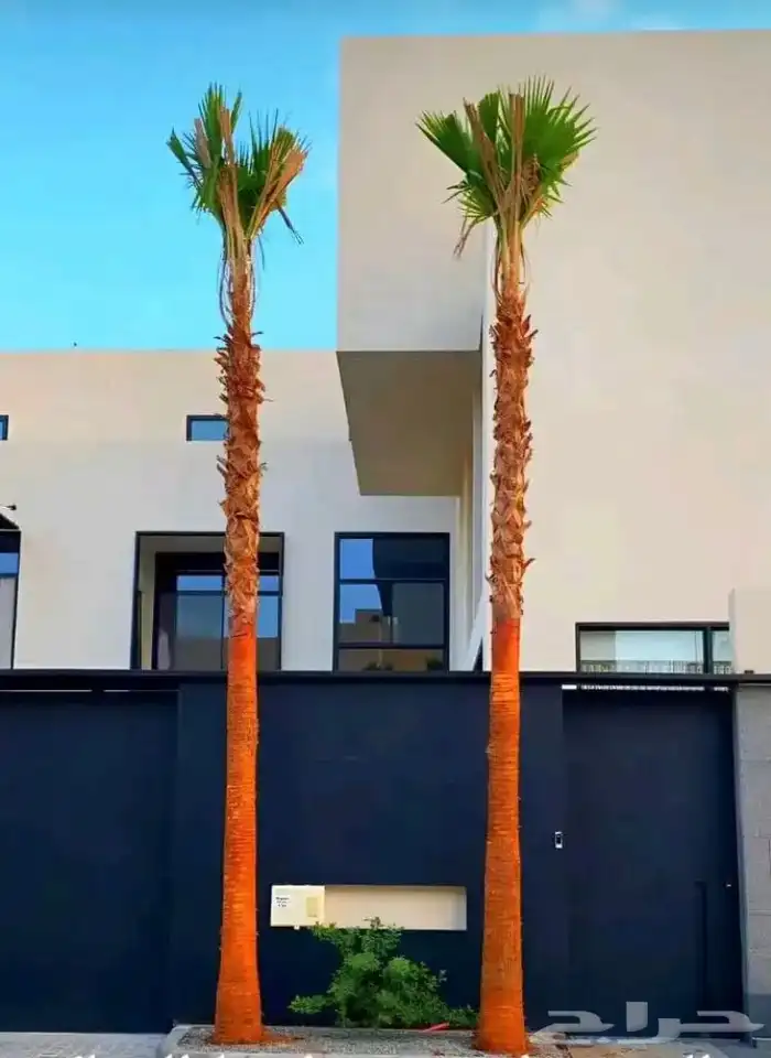 نخيل واشنطني زينه بسعار مناسبه 1