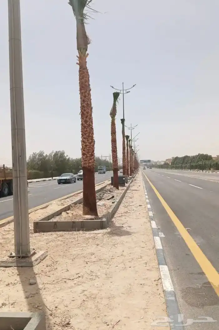 نخيل واشنطني زينه بسعار مناسبه 3