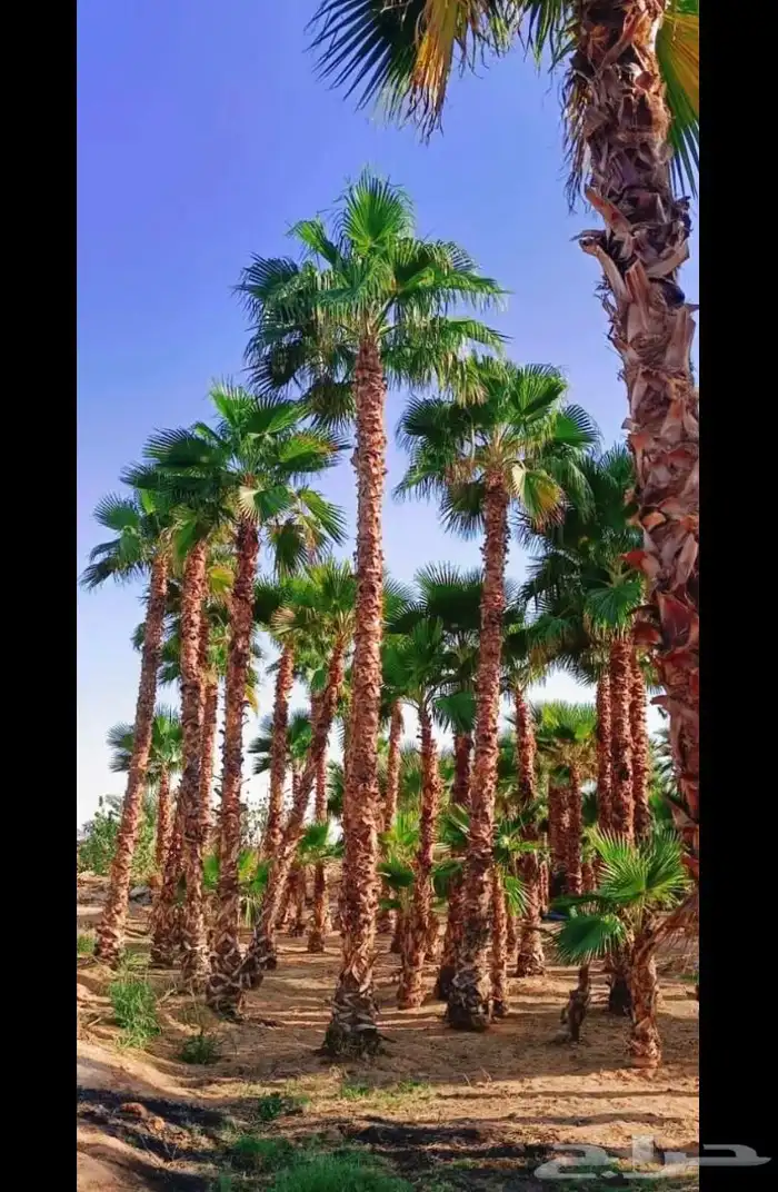 نخيل واشنطني زينه بسعار مناسبه 0