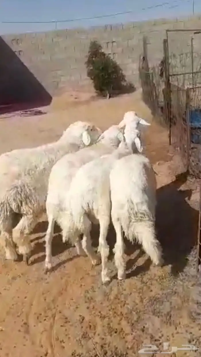 6خرفان حري مغلقات شرط ونظاف 6-7 شهور 0