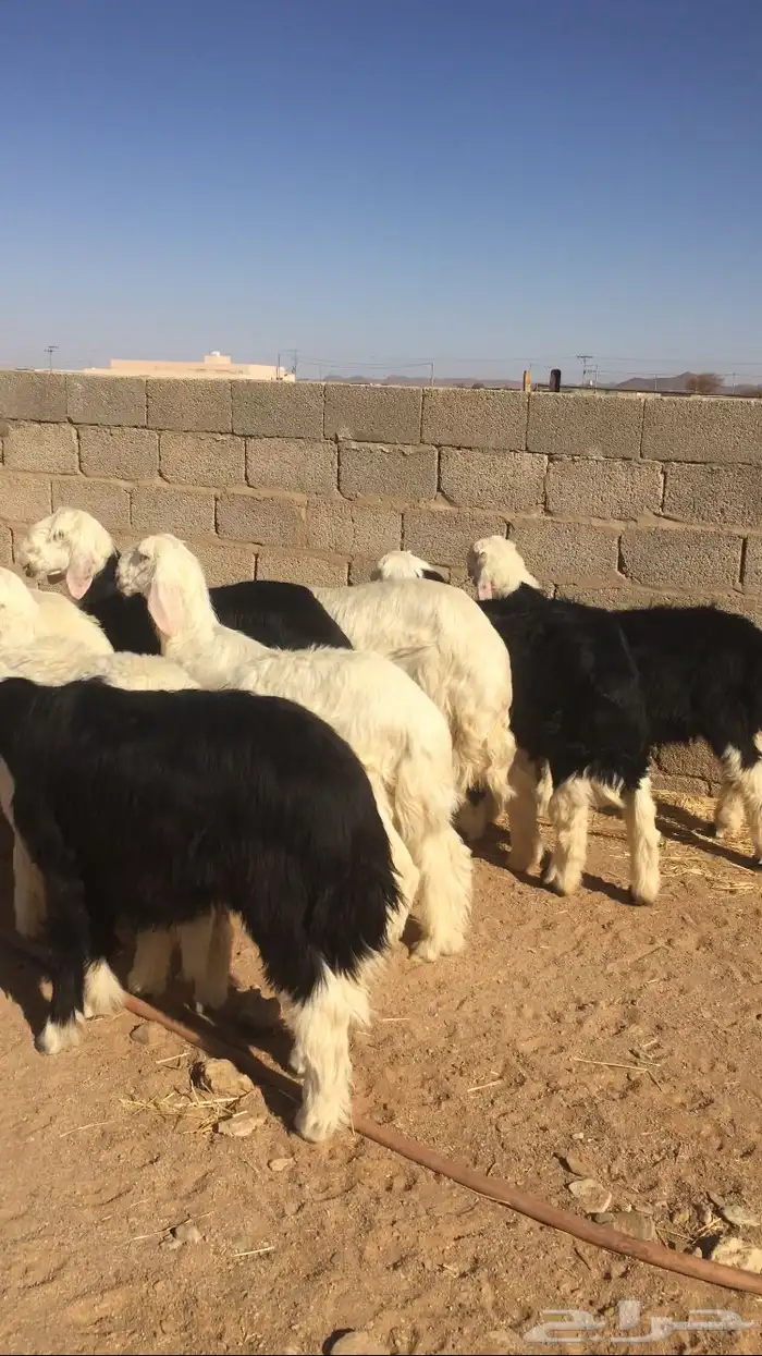 طليان نجد طيبه 2