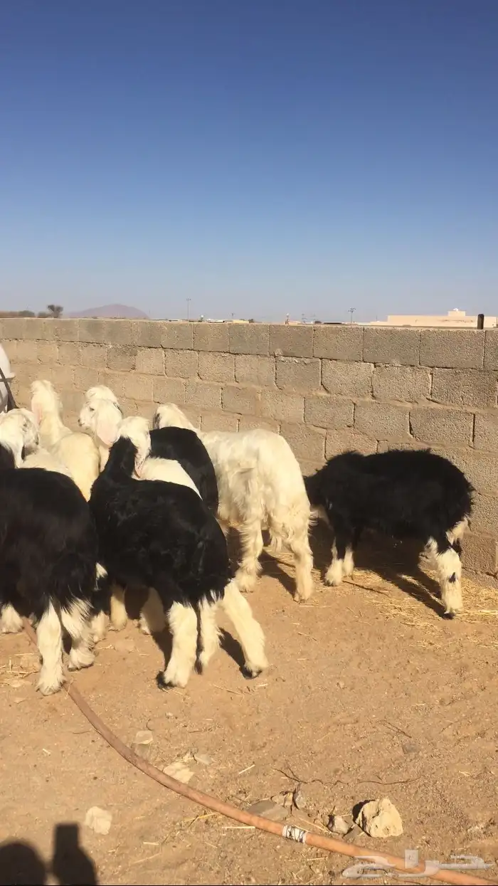 طليان نجد طيبه 5