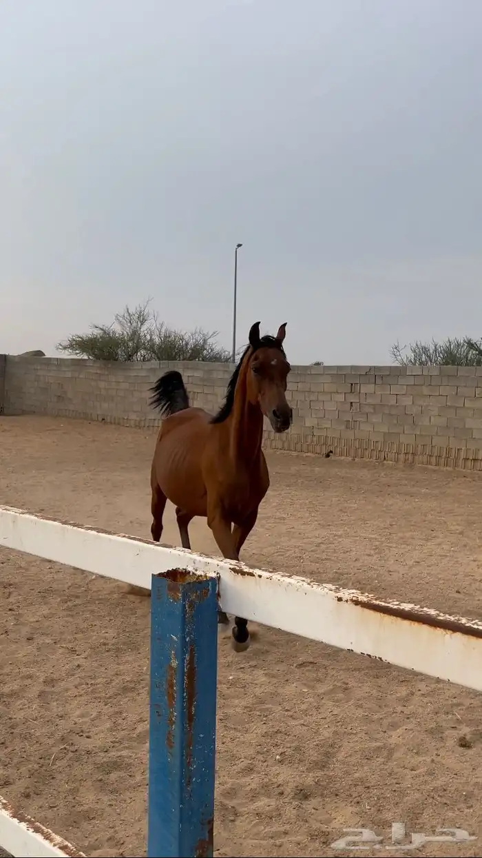 فرس واهو جمال ولقاح 3