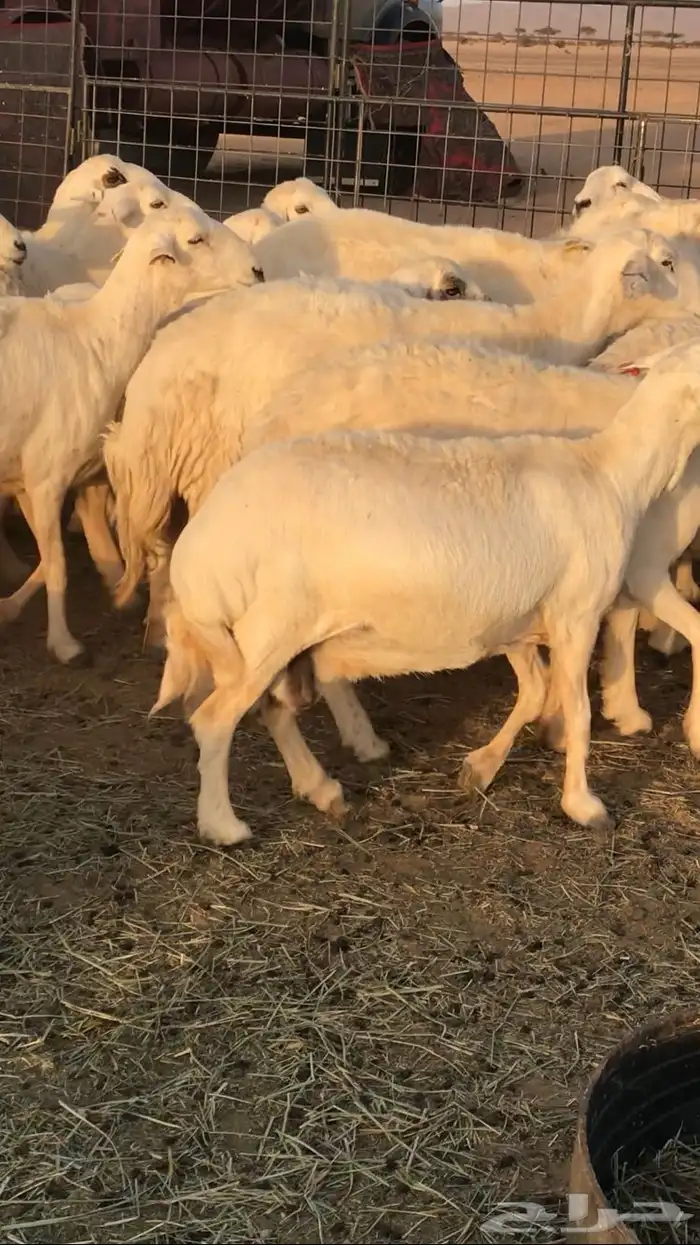 غنم حرش مراح واحد 5