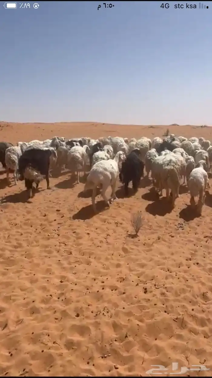 للبيع غنم مراح حريات 1