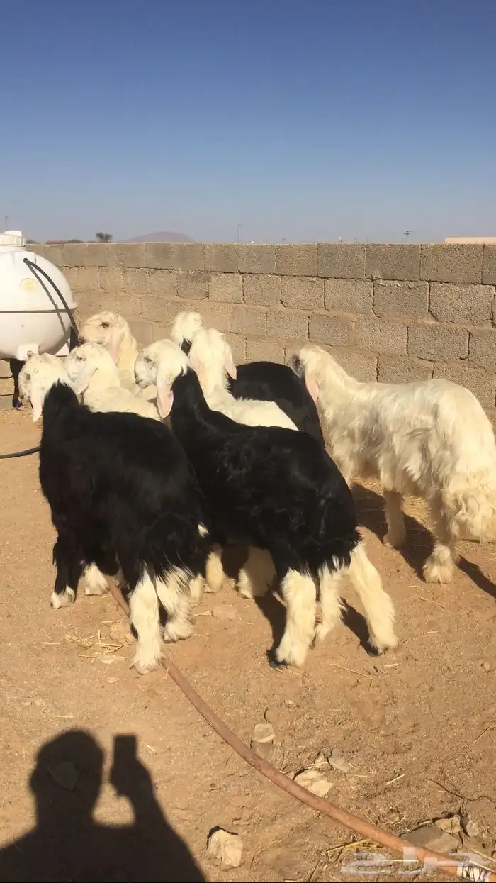 طليان نجد طيبه 1
