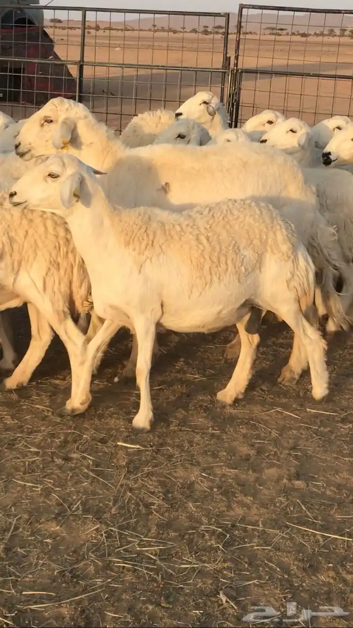 غنم حرش مراح واحد 2