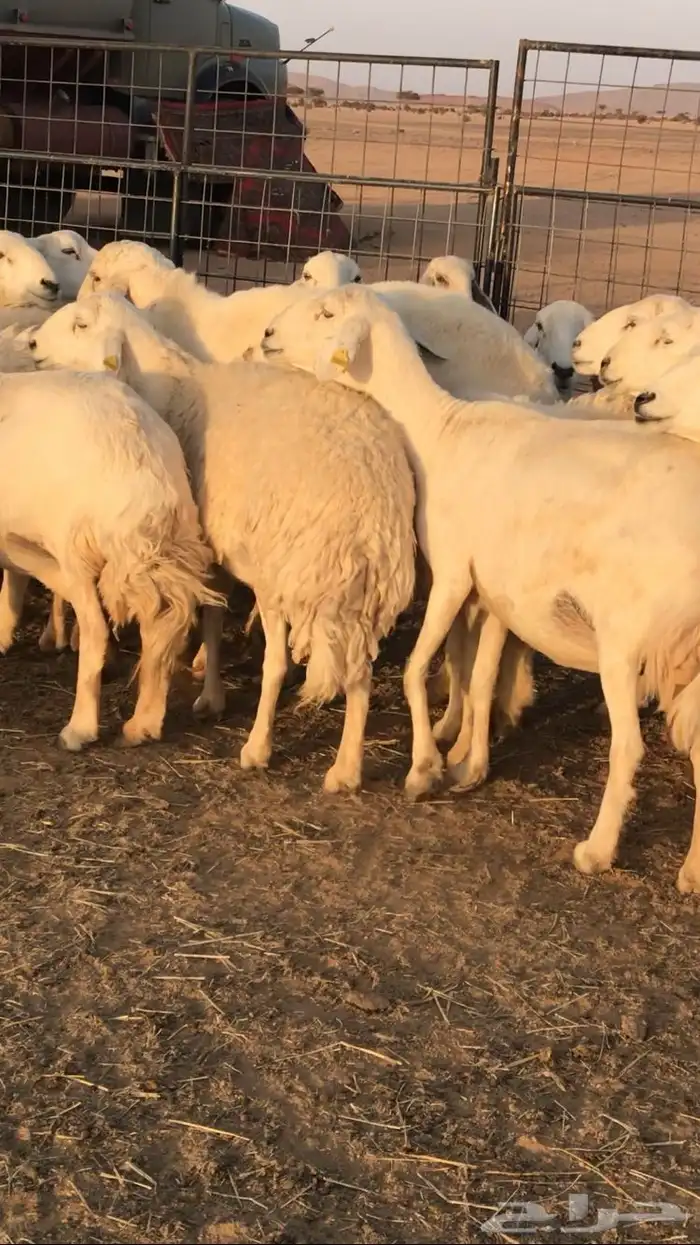 غنم حرش مراح واحد 3