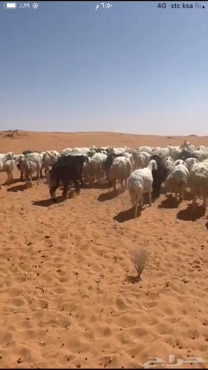 للبيع غنم مراح حريات 0