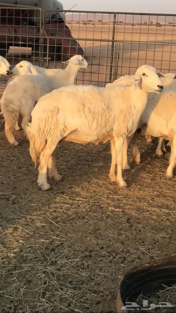 غنم حرش مراح واحد 7