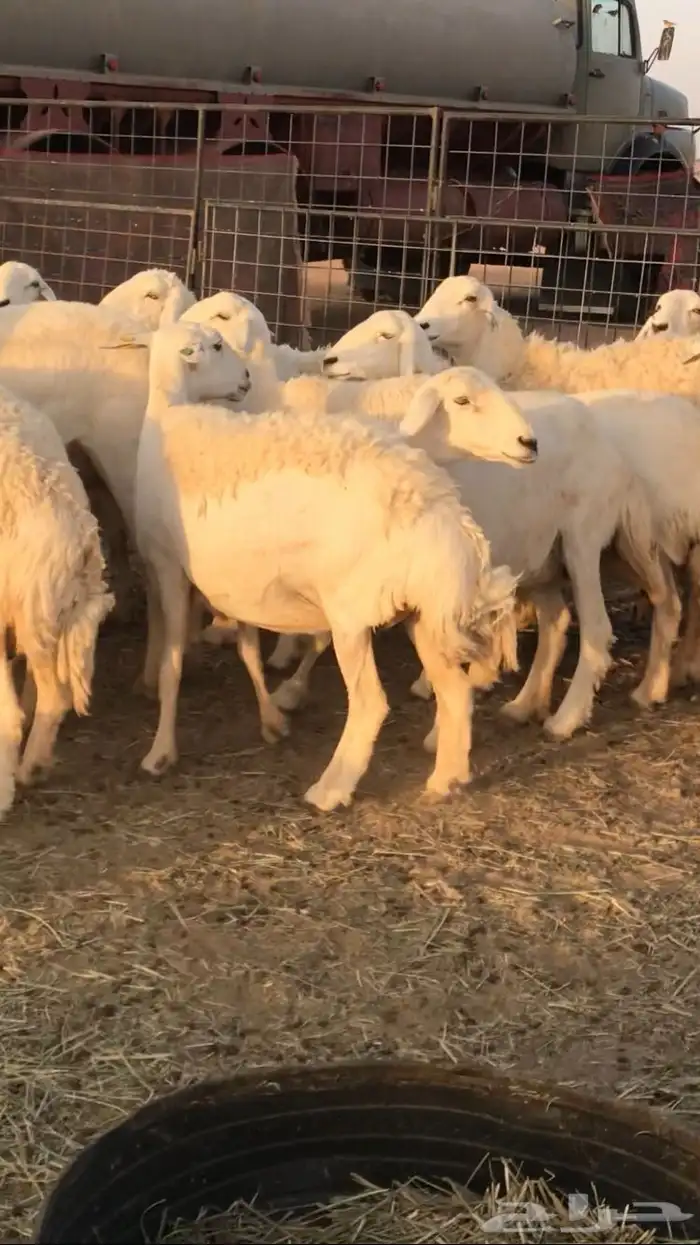غنم حرش مراح واحد 4