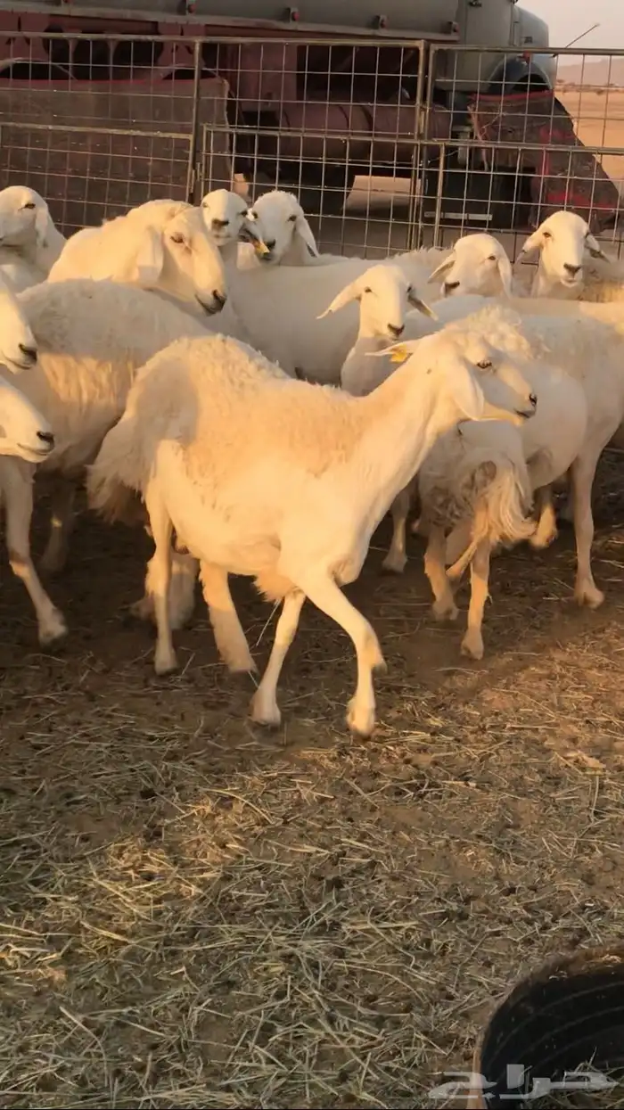 غنم حرش مراح واحد 10