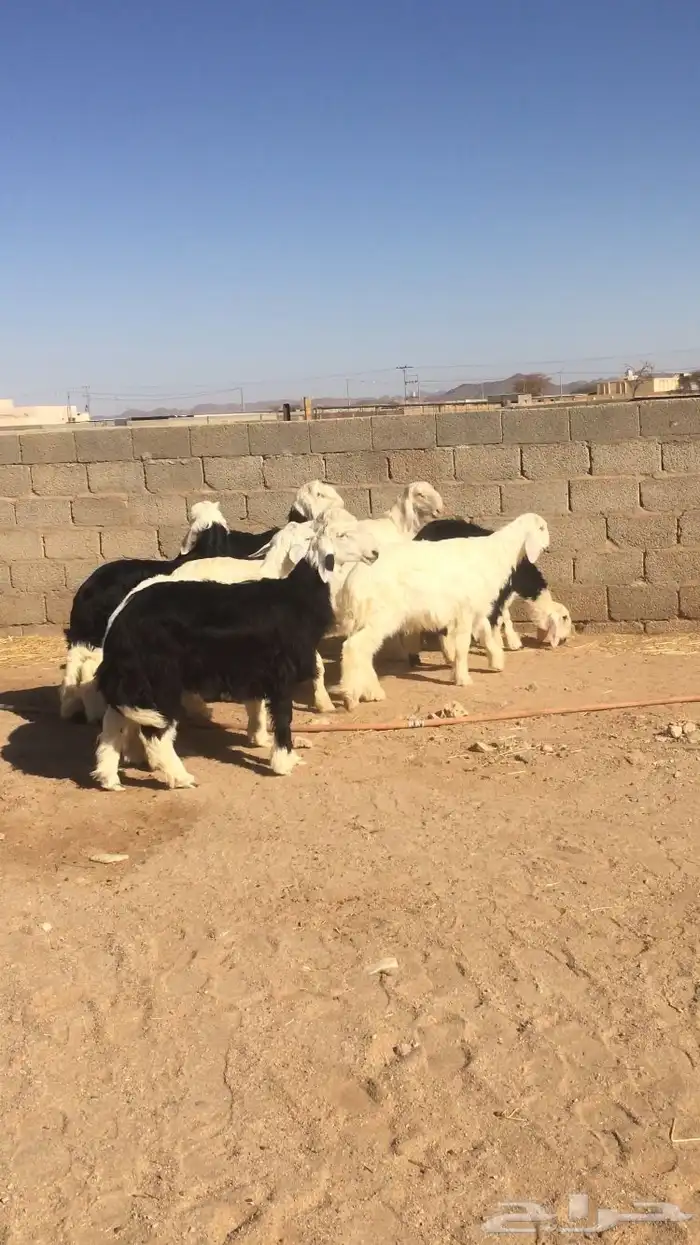 طليان نجد طيبه 6
