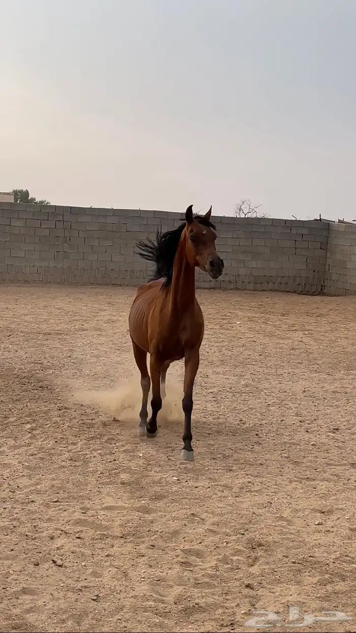 فرس واهو جمال ولقاح 2