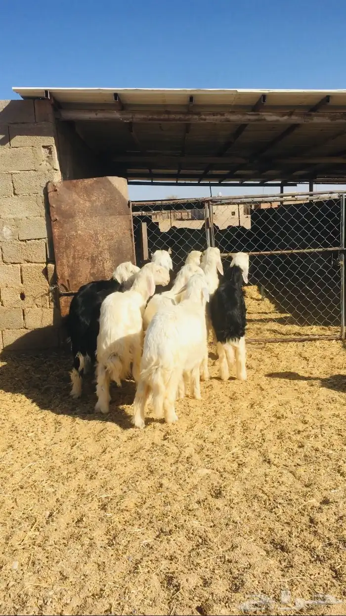 طليان نجد طيبه 4