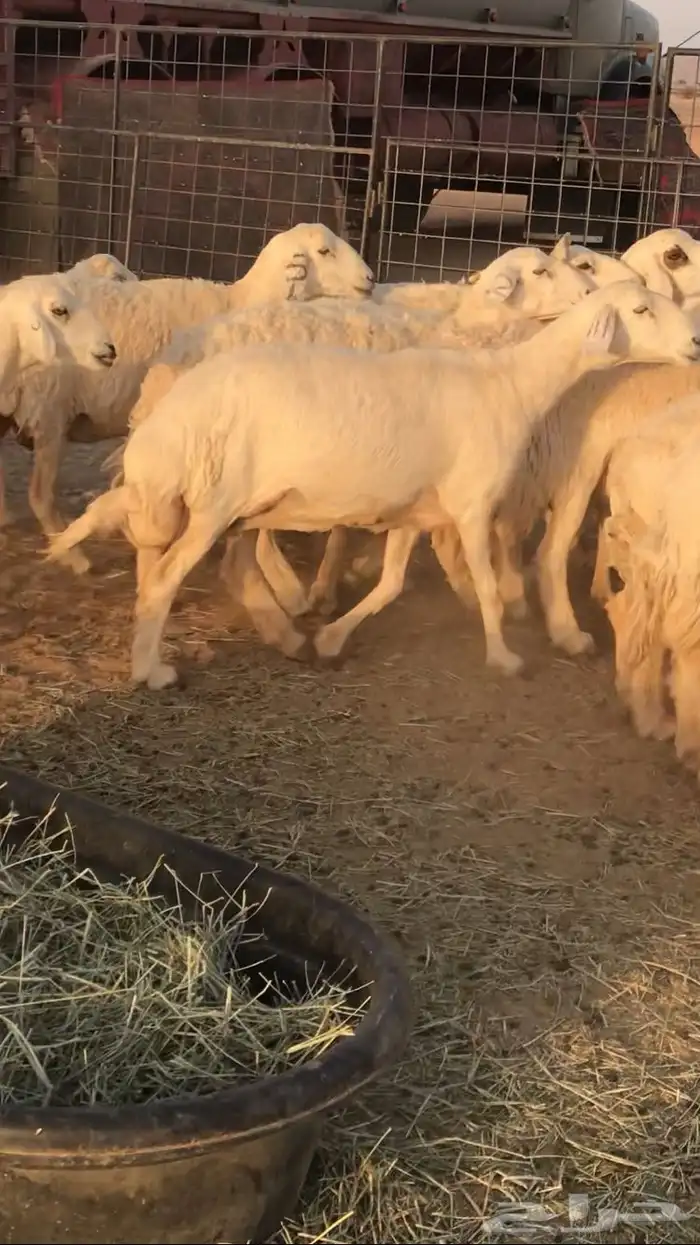 غنم حرش مراح واحد 8
