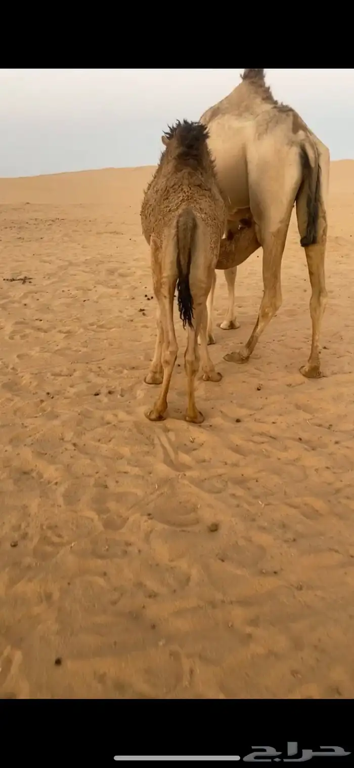 قعدان ثنين 0