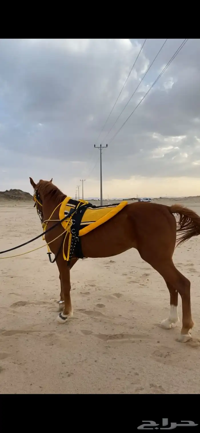 خيل 0