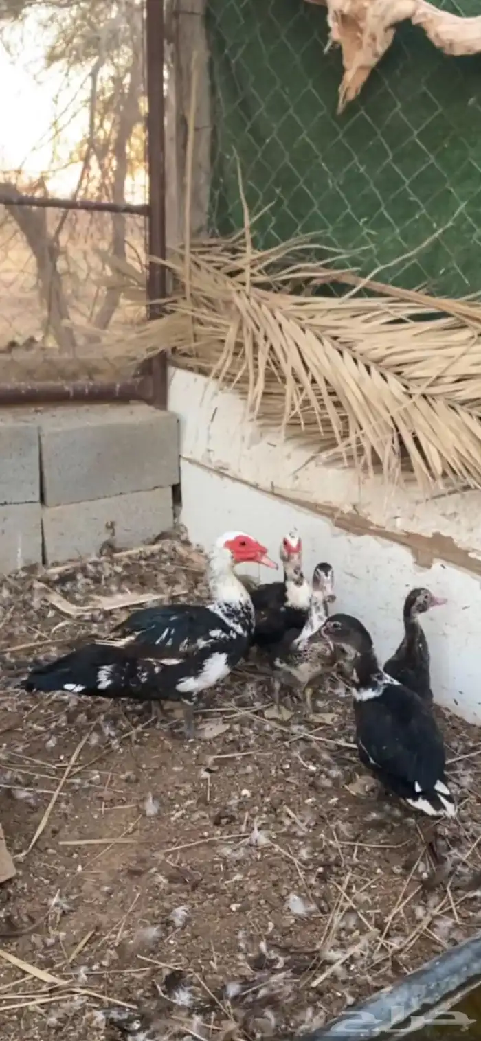 للبيع بط مصري الإنتاج طيب ذكر وأنثى ومعهم فرخين 1