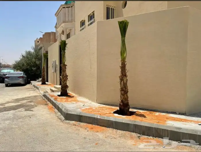 نخيل واشنطني زينه بسعار مناسبه 20